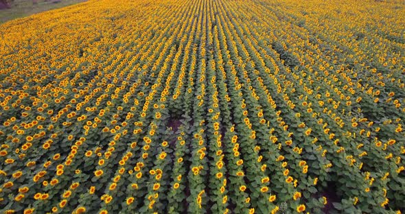 Aerial View Agriculture Field with Blooming Sunflowers