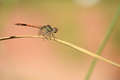 Red dragonfly perched on hanging reed - PhotoDune Item for Sale