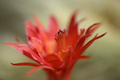 Disocactus red flower detail - PhotoDune Item for Sale