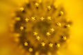 Flowers details of Jerusalem artichoke, Helianthus tuberosus - PhotoDune Item for Sale