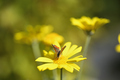 Small butterfly on yellow flower field - PhotoDune Item for Sale