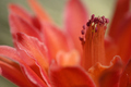 Disocactus red flower detail - PhotoDune Item for Sale