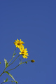 Flowers details of Jerusalem artichoke, Helianthus tuberosus - PhotoDune Item for Sale
