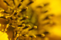Flowers details of Jerusalem artichoke, Helianthus tuberosus - PhotoDune Item for Sale