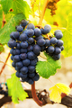 Bunch of red grapes - PhotoDune Item for Sale