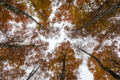 Autumn foliage in the forest - PhotoDune Item for Sale