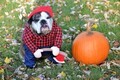 French bulldog dressed in a Halloween costume in the Fall - PhotoDune Item for Sale