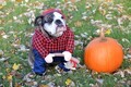 French bulldog dressed in a Halloween costume in the Fall - PhotoDune Item for Sale