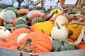 A wagon full of Fall pumpkins and gourds at famers market  - PhotoDune Item for Sale