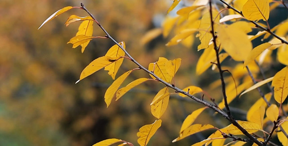 Autumn Leaves Rustling In The Wind 18