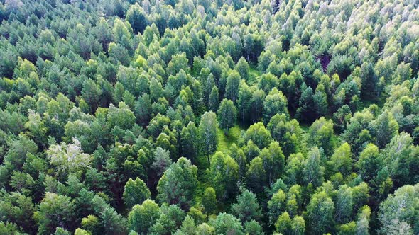 Flight Above Misty Green Pine Coniferous Forest