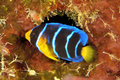 Colorful queen angelfish - PhotoDune Item for Sale
