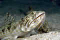 Lizardfish hunting - PhotoDune Item for Sale