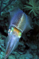 Caribbean Reef Squid - PhotoDune Item for Sale