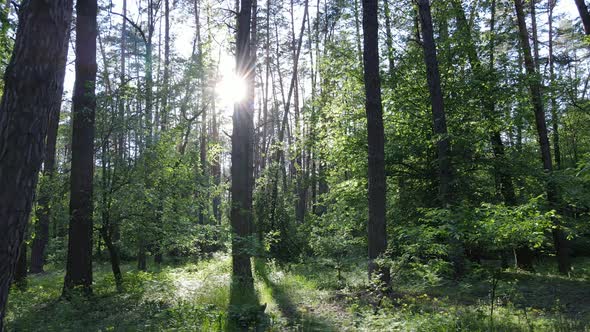 Summer Forest with Pine Trees Slow Motion