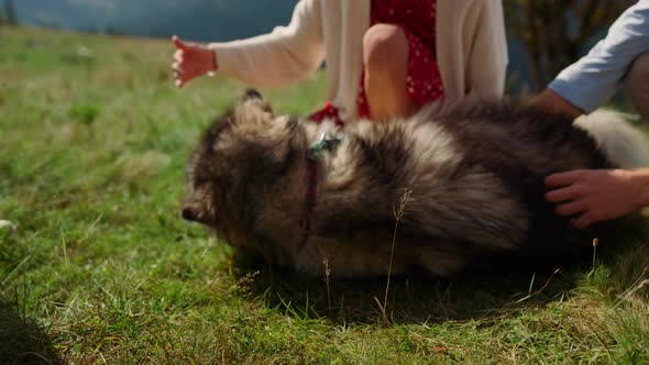 Dog Enjoying People Caress Lying Green Grass Close Up