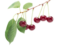 Berries cherries on a white background isolate close-up - PhotoDune Item for Sale
