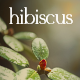 Hibiscus - Alternative Medicine and Organic Shop Theme - ThemeForest Item for Sale