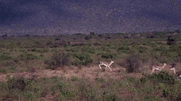 Grants gazelle running, Kenya, slow motion