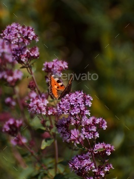 l orange butterfly painted lady on a purple flower of Oregano