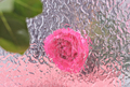 textured blurred glass background with rose flower behind. pink flower defocused.  - PhotoDune Item for Sale