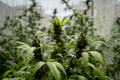 Close up photo of marijuana plants at indoor cannabis farm field. Hemp plants used for CBD and - PhotoDune Item for Sale