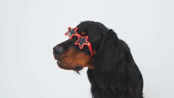 Scottish Setter Dog with Starred Sunglasses