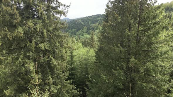 Ukraine, Carpathian Mountains: Spruce in the Forest. Aerial.