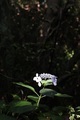 hydrangea in jeju island - PhotoDune Item for Sale