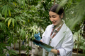female scientists researchers examine cannabis leave and record the result on digital tablet - PhotoDune Item for Sale
