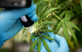 Biotechnology scientist chemist use microscope to analyze CBD in curative cannabis farm before - PhotoDune Item for Sale