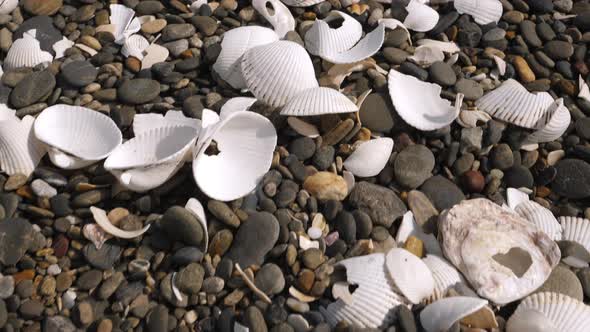 The Broken Shells on the Shore of Koijigahama Beach in Tahara Japan