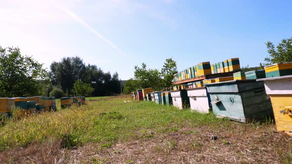 Bees in the Apiary