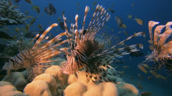 Tropical Red Sea Lion-Fish