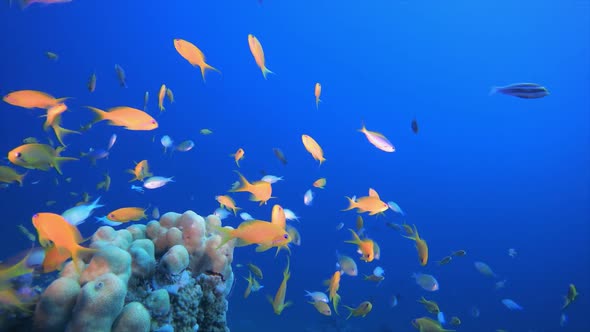 Tropical Coral Garden Orange Fish