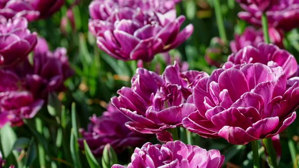 Blooming Tulips Flowerbed in Keukenhof Flower Garden Netherland