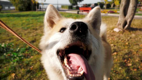 Akita-Inu, young dog portrait outdoors