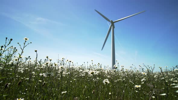 Wind turbines with wild daises in a meadow