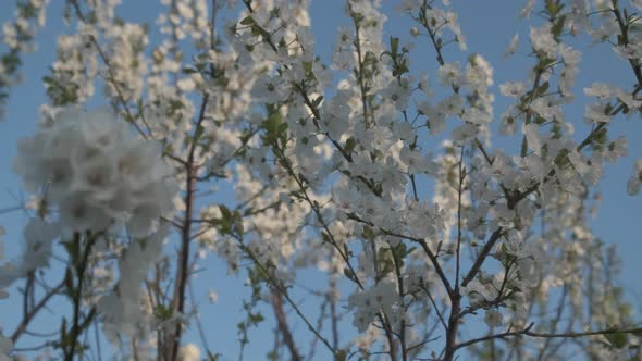 White Flowers Blackthorn Tree