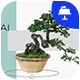 Bonsai Tree & Garden Keynote Template - GraphicRiver Item for Sale