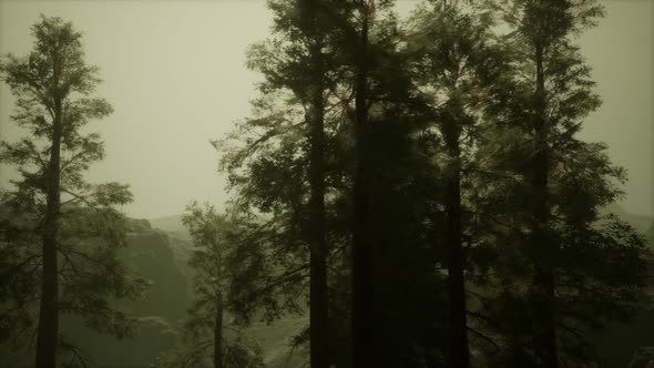 Fog and Pine Trees on Rugged Mountainside and Coming Storm