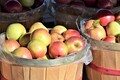 Freshly picked apples in basket - PhotoDune Item for Sale