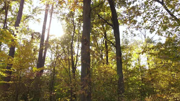 Autumn Forest with Trees By Day