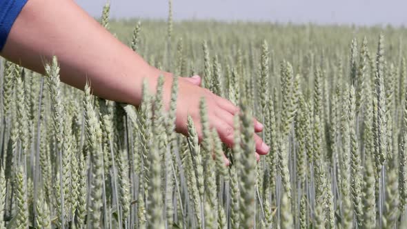 Field. Woman's Hand Stroking the Ears of Grain Crops.