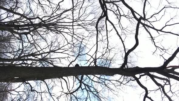 Vertical Video of the Forest with Trees Without Leaves