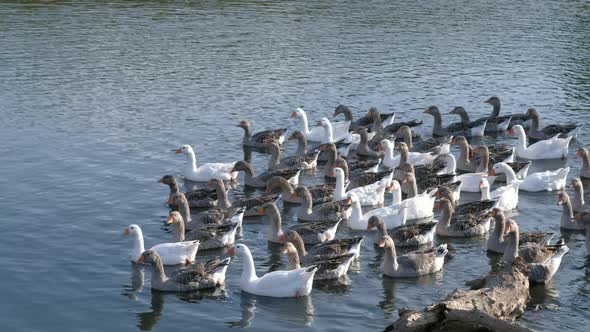 Domestic Geese Swim in the Village Pond