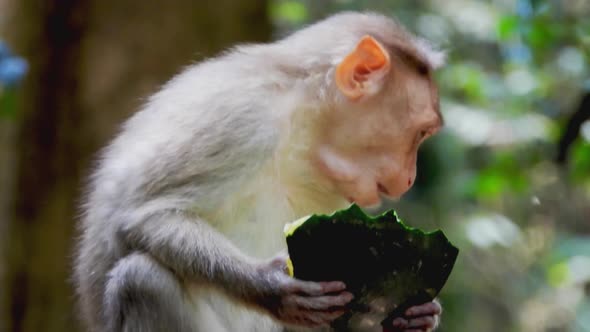 Close up gimbal shot of monkey eating watermelon in zoo