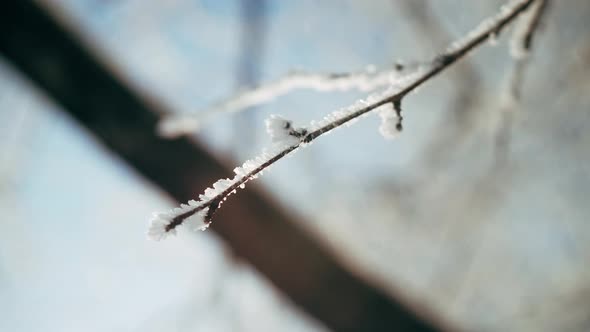 Closeup Branch of Tree Covered with Snow on Natural Background