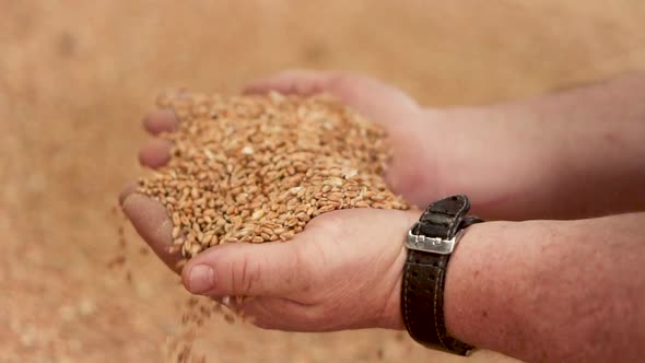 Warehouse Harvested Grain Wheat Farmer Hand Pouring