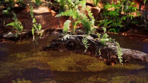 Tropical Golden Pond with Rocks and Green Plants